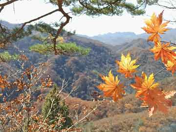 三角梅盆景：不仅是花，更是生活的小确幸